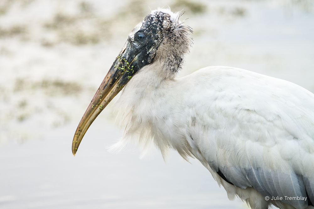 Wood Stork