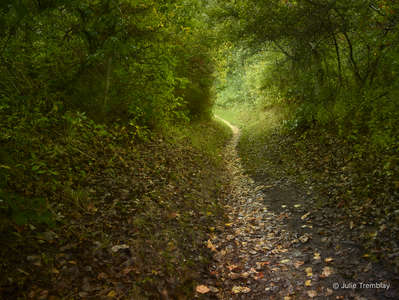 Woods Path