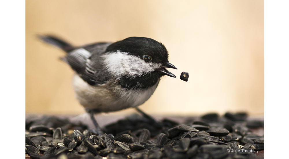 Chickadee