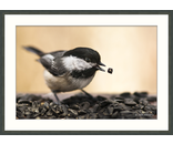 Chickadee