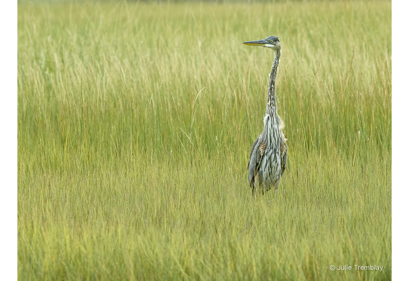 Juvenile Heron