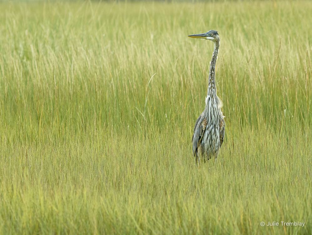 Juvenile Heron