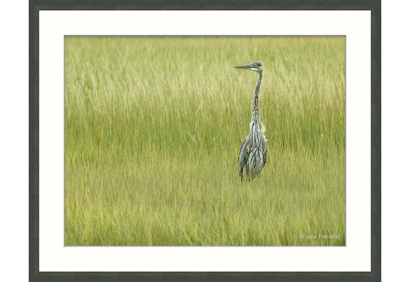 Juvenile Heron