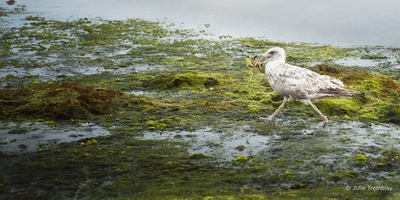 Sea Gull Crab