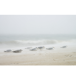 Most Popular/ stock items Sea Gulls Storm