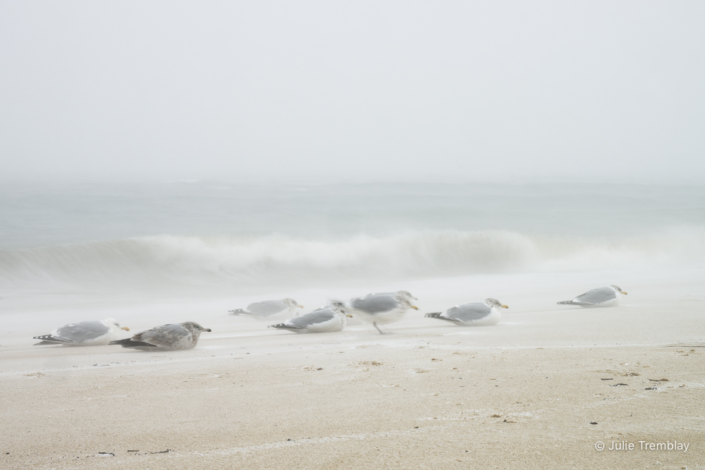 Most Popular/ stock items Sea Gulls Storm