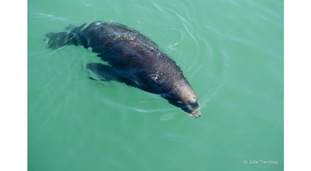 Sea Lion