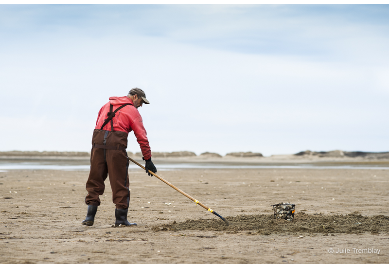 Clam Digger 2