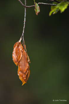 Leaf