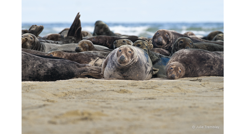 Seal Group 1