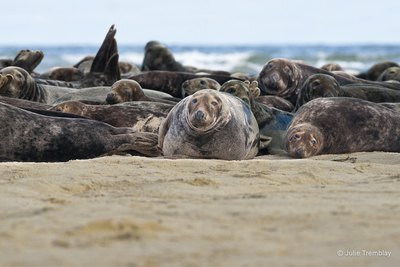 Seal Group 1