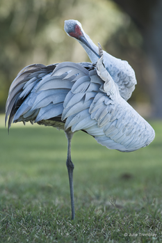 Crane