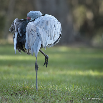 Crane 2