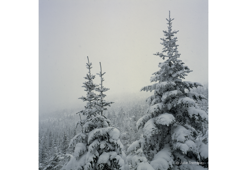 Snow Trees 1