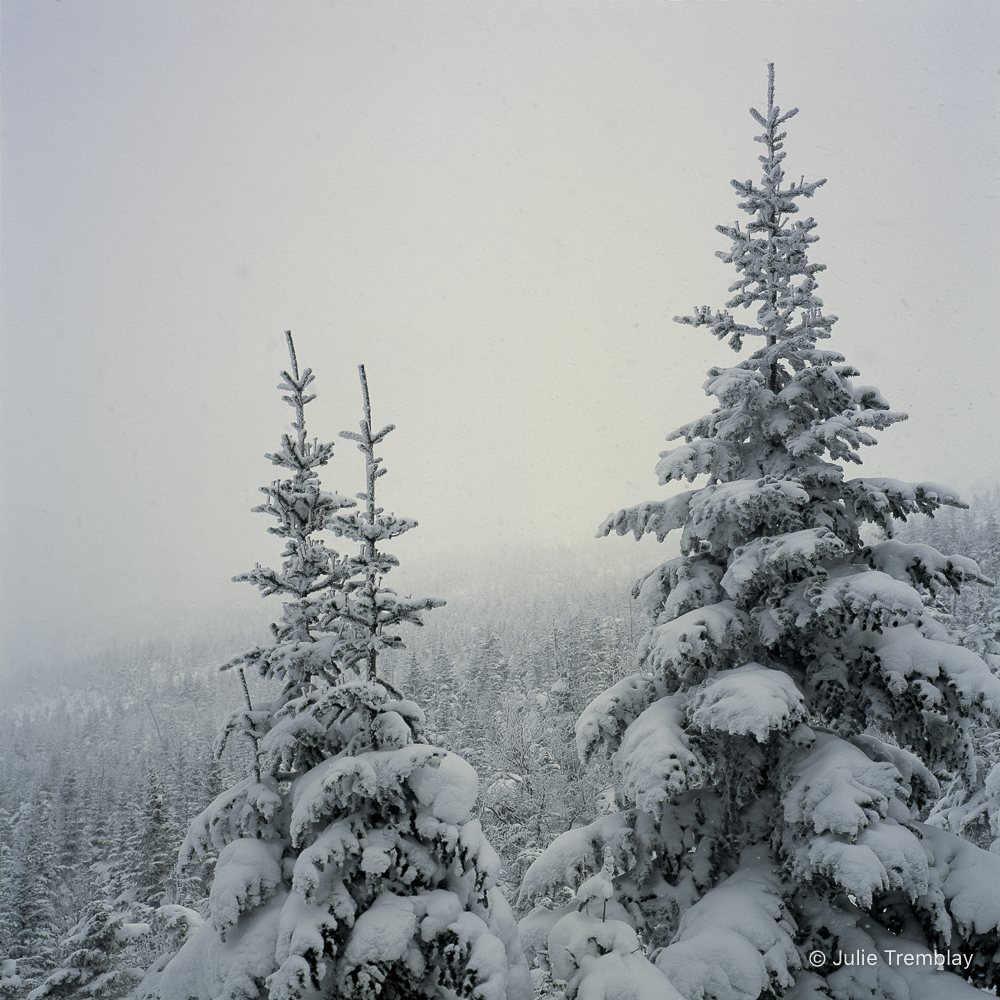 Snow Trees 1