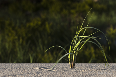 Dune Grass 2