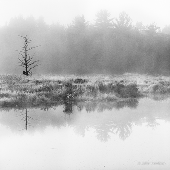 Marsh