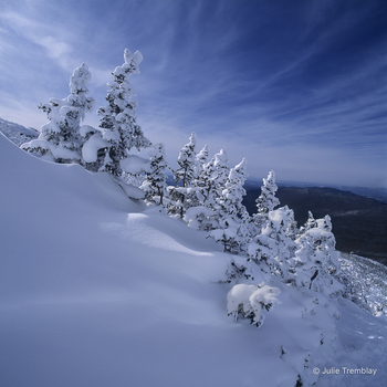 Snow Trees 2