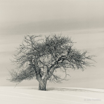 Sole (tree)