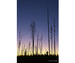 Dusk