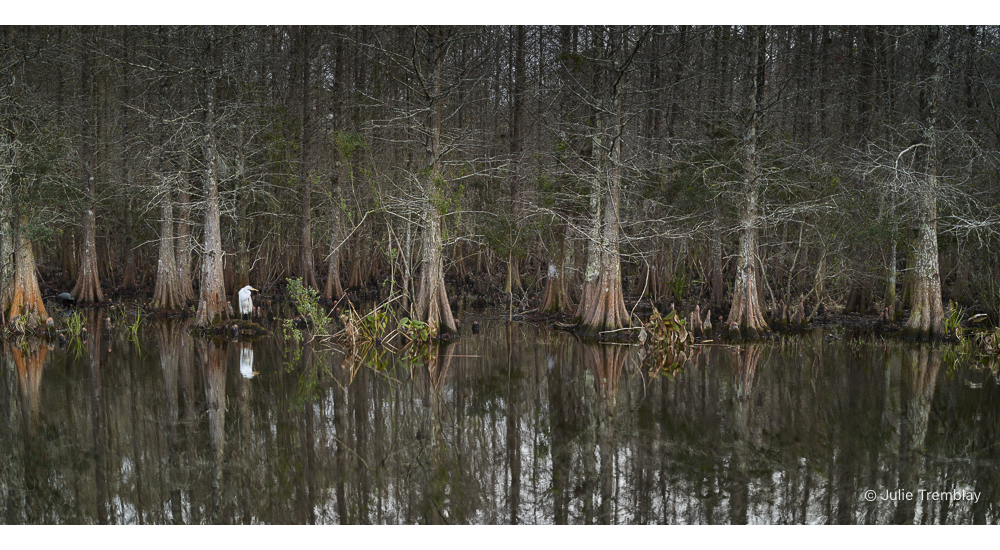 Most Popular/ stock items Egret