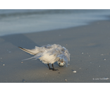 Elegant Tern