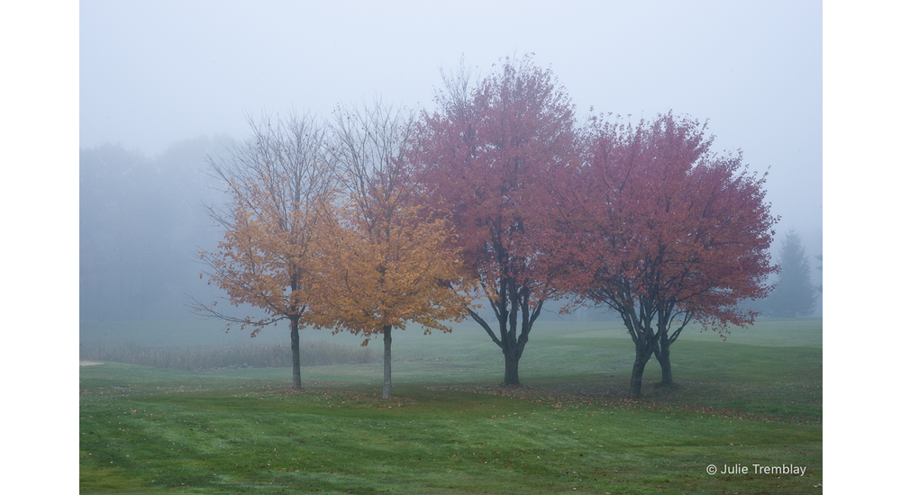 Fall Fog