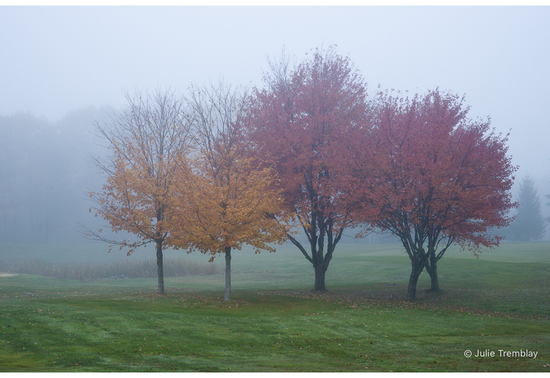 Fall Fog