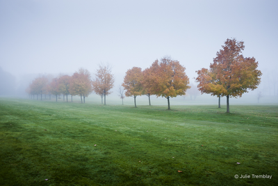 Fall Trees