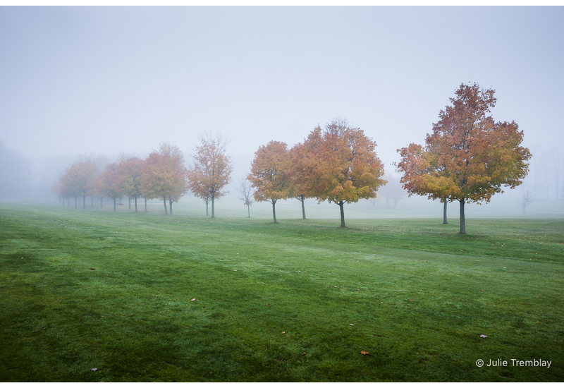 Fall Trees