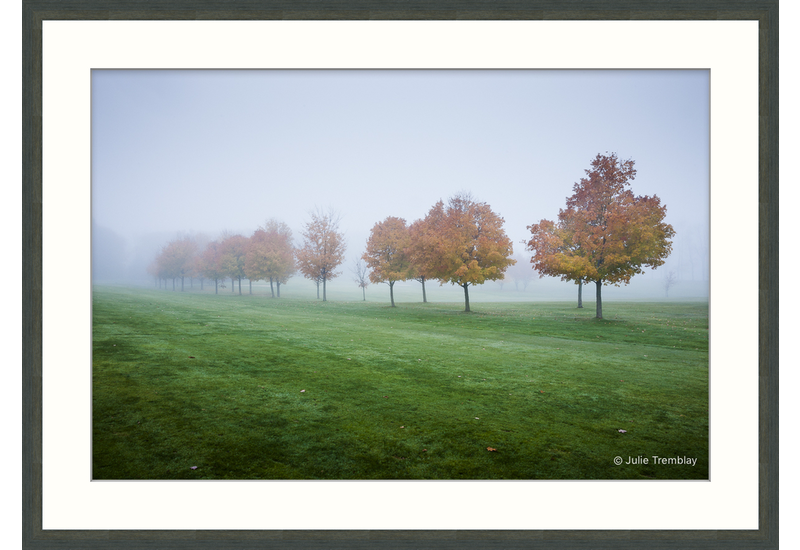 Fall Trees