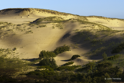 Morning Dunes