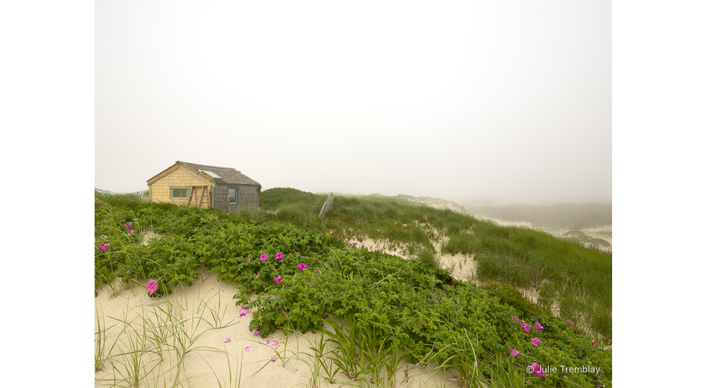 Thalassa Roses Fog