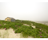 Thalassa Roses Fog