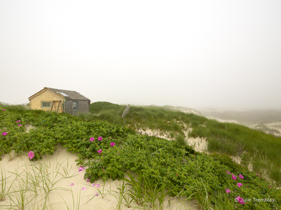 Thalassa Roses Fog