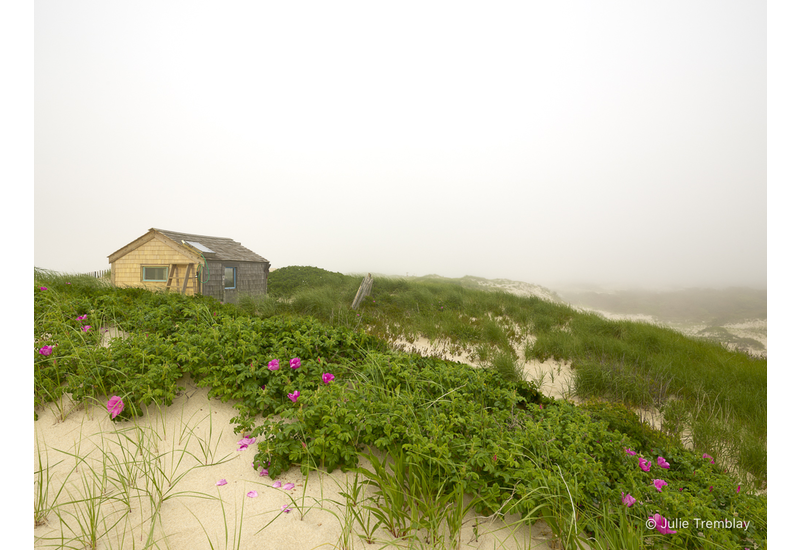 Thalassa Roses Fog