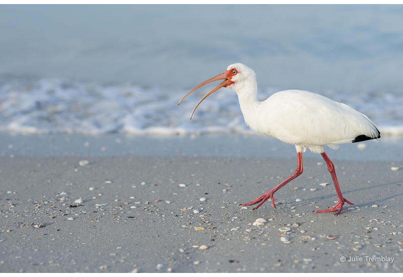 The Ibis