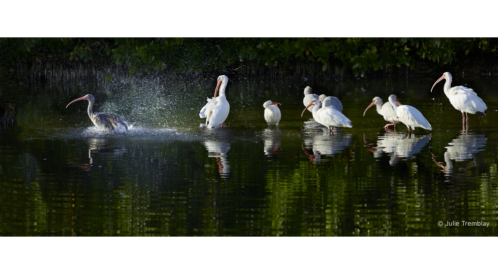 Ibis Bath