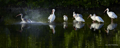 Ibis Bath