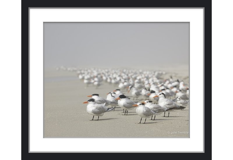 Most Popular/ stock items Royal Tern