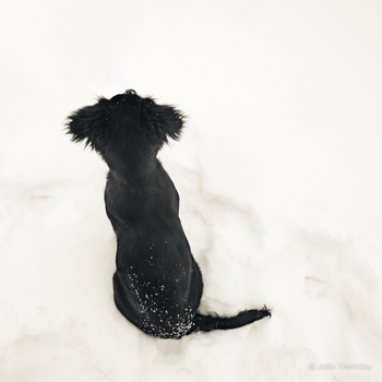 Sadie Pup
