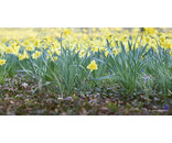 Most Popular/ stock items Daffodil