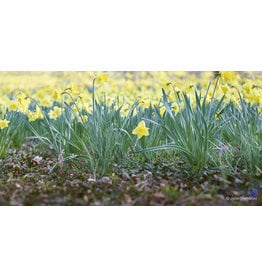 Most Popular/ stock items Daffodil