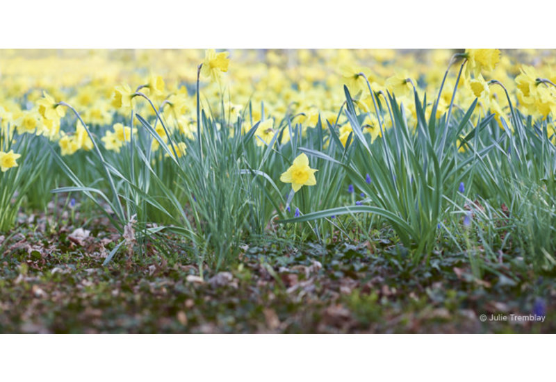 Most Popular/ stock items Daffodil
