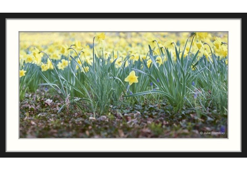 Most Popular/ stock items Daffodil