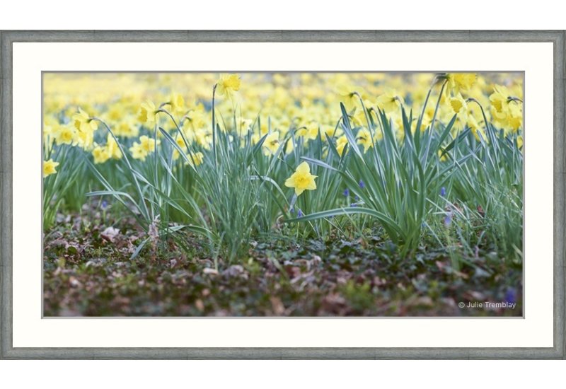 Most Popular/ stock items Daffodil