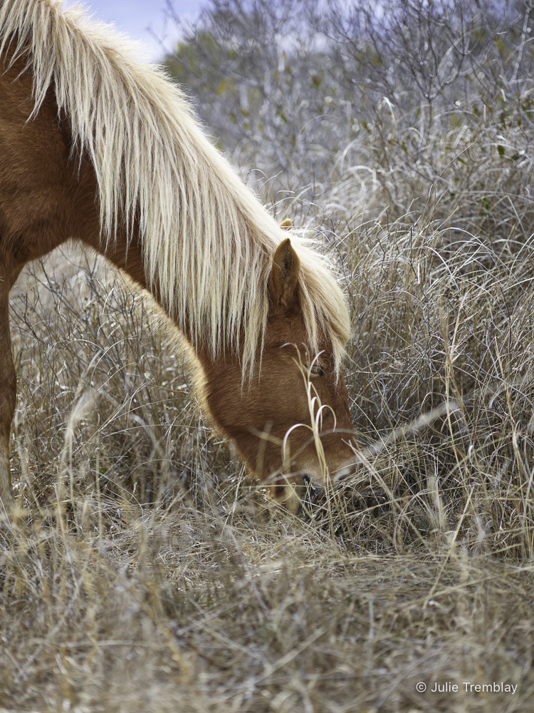 Horse Mane JulieTremblay