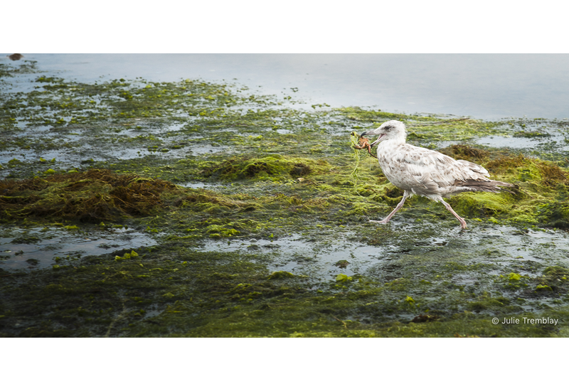 Sea Gull Crab