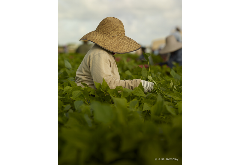 Bean Picker