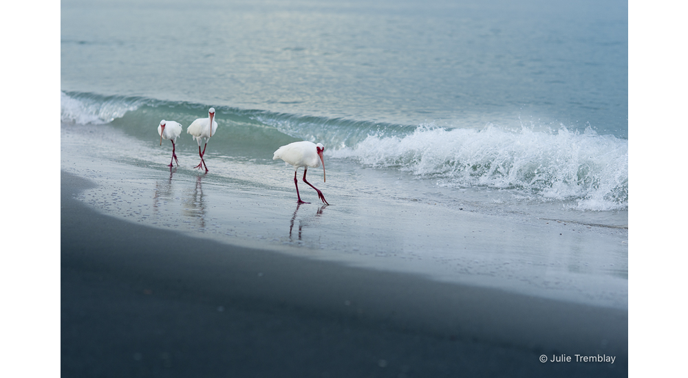 3 Ibis